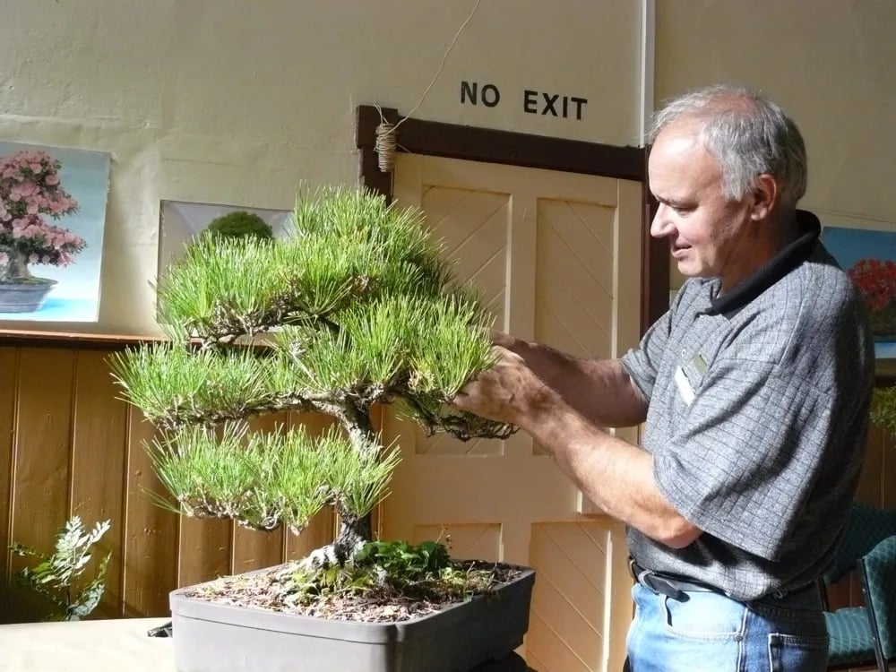 A man trims a bonsai tree in a gray pot, wearing a gray shirt and blue jeans, with a "NO EXIT" sign on the wall behind him.