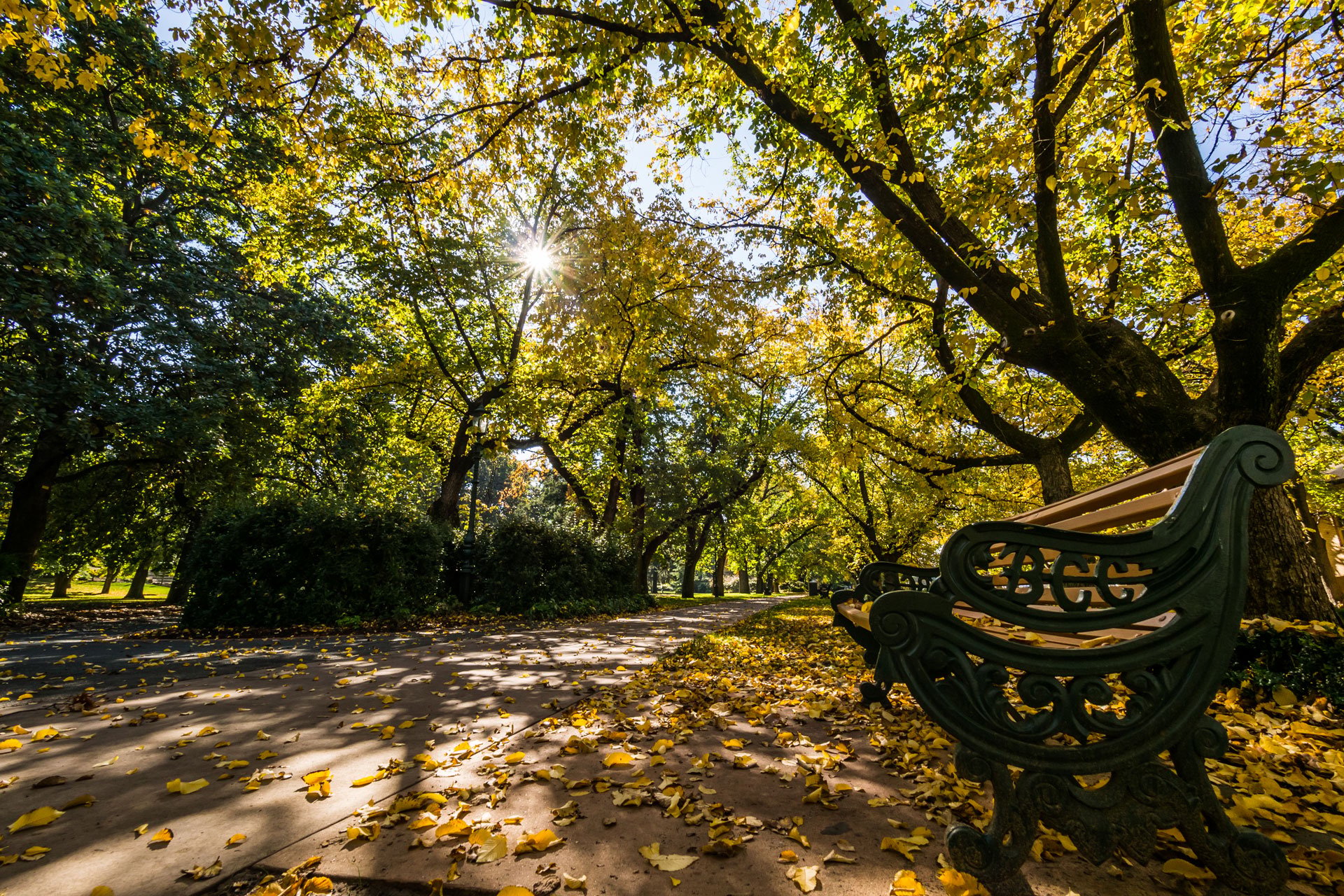 A park bench sits beneath a tree with yellow leaves, casting shadows on the path.