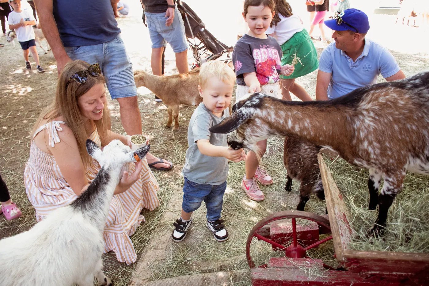 A young boy in a gray shirt and blue jeans reaches out to a brown and white goat, while a woman in a striped dress holds a white goat, with other children and goats in the background.